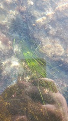 Phyllospadix torreyi