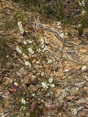 Epacris obtusifolia