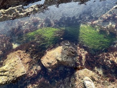 Phyllospadix torreyi
