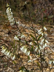 Epacris obtusifolia