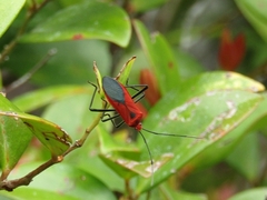 Leptocoris