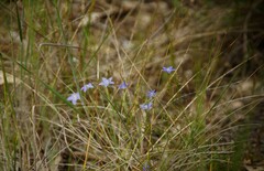 Wahlenbergia stricta