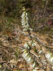 Epacris obtusifolia