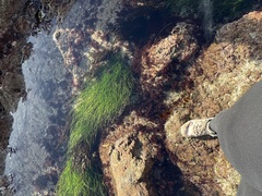 Phyllospadix torreyi