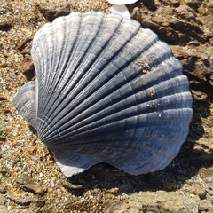 Pecten novaezelandiae