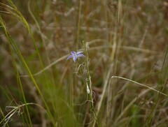 Wahlenbergia stricta