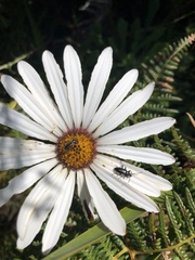 Neoeutrapela