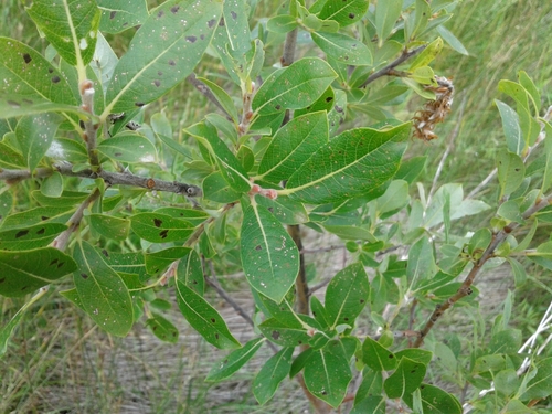 Image of Salix myricoides by (c) Quinten Wiegersma, some rights reserved (CC BY)