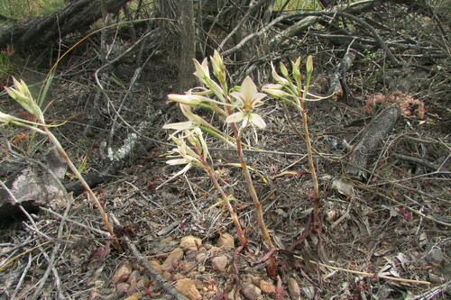 Image of Disa harveyana by (c) James Deacon, some rights reserved (CC BY-SA)