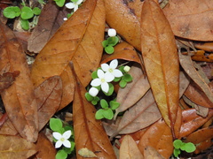 Houstonia procumbens