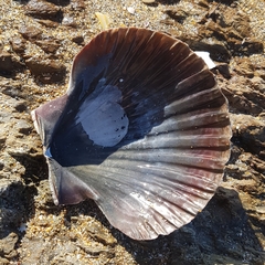 Pecten novaezelandiae