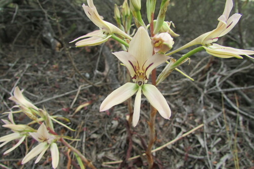 Image of Disa harveyana by (c) James Deacon, some rights reserved (CC BY-SA)