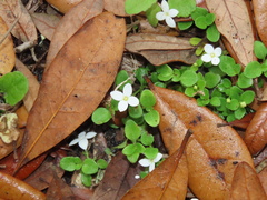 Houstonia procumbens