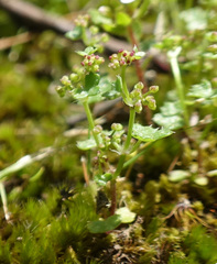 Hydrocotyle callicarpa