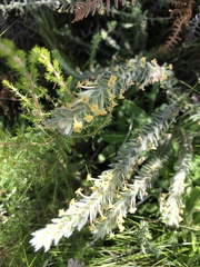 Struthiola tomentosa