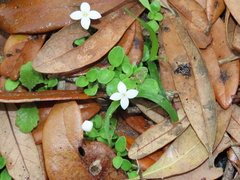 Houstonia procumbens