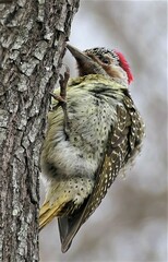 Campethera bennettii