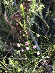 Erica spumosa