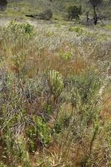Phylica pubescens