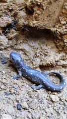 Tarahumara Salamander photo 4