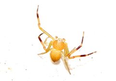Misumenops rubrodecoratus