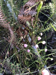 Erica spumosa