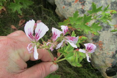 Pelargonium englerianum