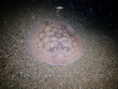 Urobatis concentricus