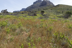 Phylica pubescens