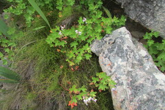 Pelargonium englerianum