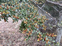 Nothofagus cliffortioides