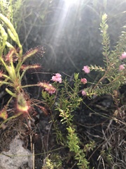 Erica spumosa