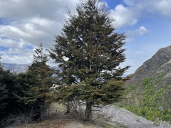 Nothofagus cliffortioides