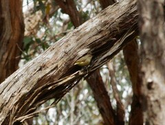 Acanthiza reguloides