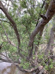 Combretum erythrophyllum