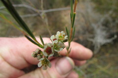 Diosma hirsuta
