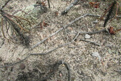 Crassula muscosa