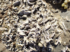 Spirobranchus cariniferus