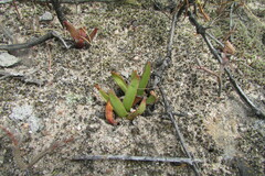 Crassula muscosa