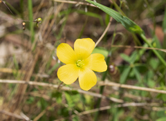 Oxalis perennans