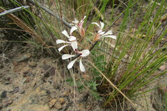 Pelargonium pinnatum