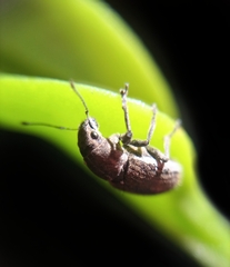Pantomorus cervinus