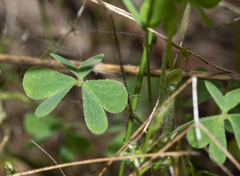 Oxalis perennans
