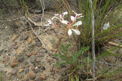 Pelargonium pinnatum
