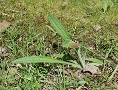 Plantago varia