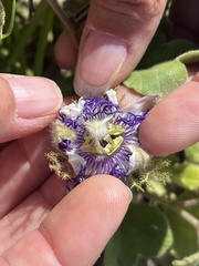 Passiflora fruticosa