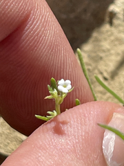 Pectocarya peninsularis