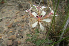 Pelargonium pinnatum