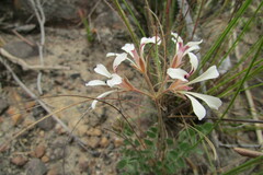 Pelargonium pinnatum