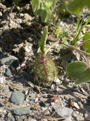 Passiflora fruticosa